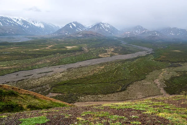 Dry Stream Beds Wildflowers Snow Capped Mountains Denali National Park — Stock Photo, Image