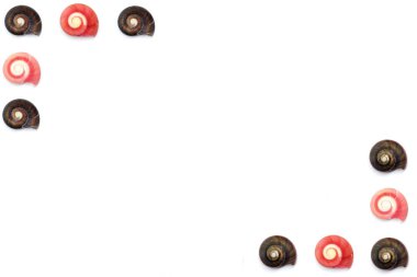 beyaz arka planda deniz kabukları