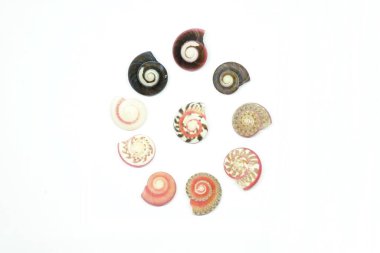 beyaz arka planda deniz kabukları