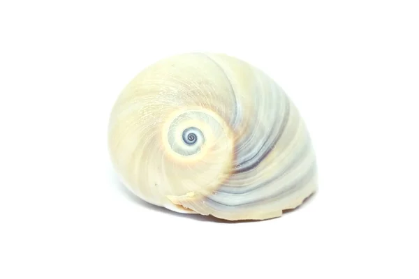 白色背景上的海贝壳 — 图库照片