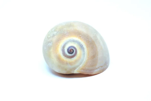 beyaz arka planda deniz kabukları