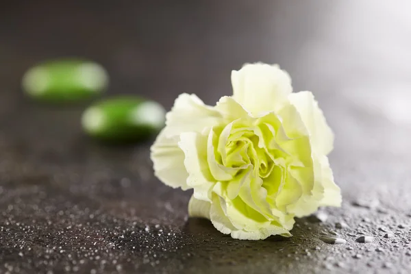 Зеленый гвоздичный цветок — стоковое фото
