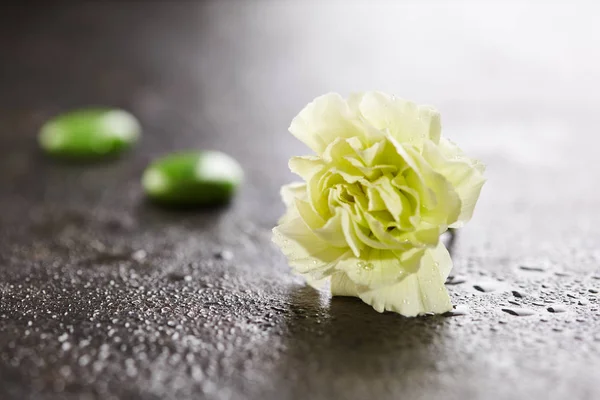 Зеленый гвоздичный цветок — стоковое фото