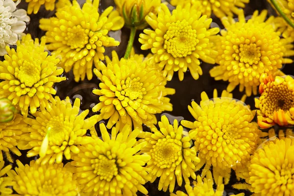 Chrysanthemum Flowers Pattern — Stock Photo, Image
