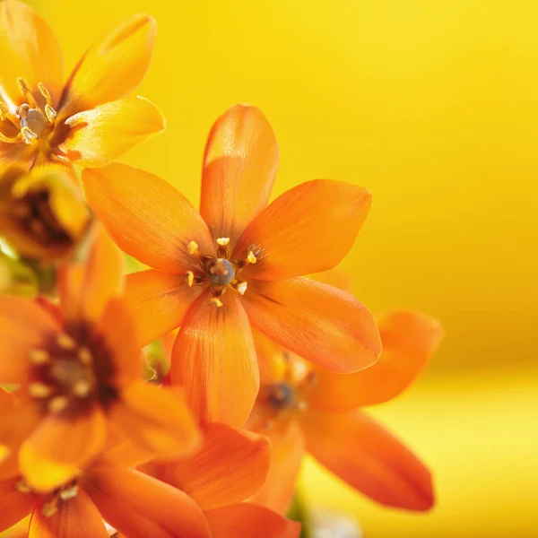 Ornithogalum Dubium  Flowers — Stock Photo, Image