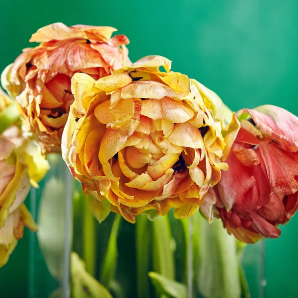 Piwonia lub Tulip Finola podwójne na zielonym tle — Zdjęcie stockowe