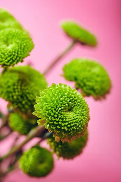 Flor de crisântemo verde — Fotografia de Stock