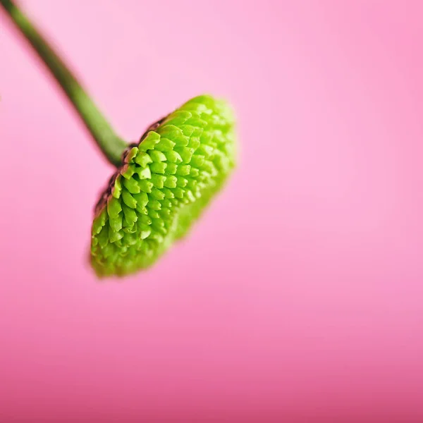 Flor de crisântemo verde — Fotografia de Stock