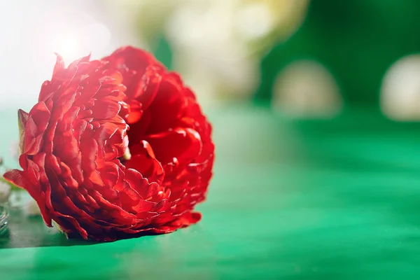 Красный Ranunculus на зеленом фоне — стоковое фото