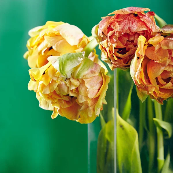 Пион или Финола двойной тюльпан на зеленом фоне — стоковое фото