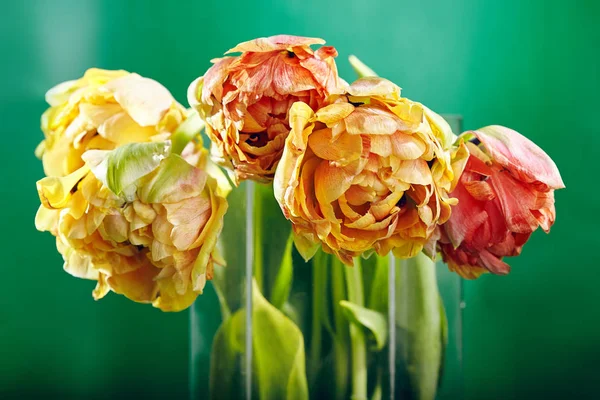Пион или Финола двойной тюльпан на зеленом фоне — стоковое фото