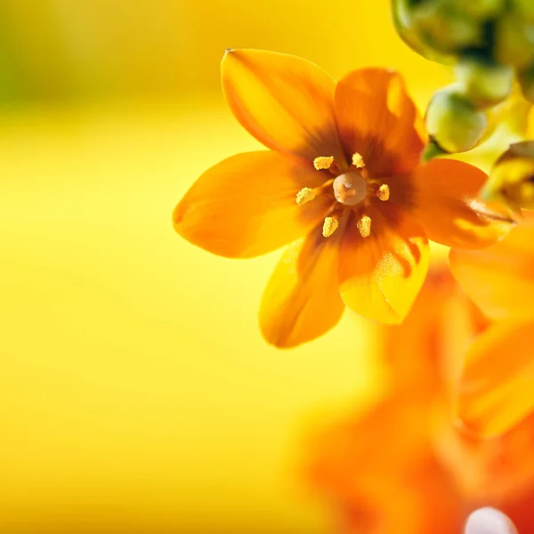 Ornithogalum Dubium  Flowers — Stock Photo, Image