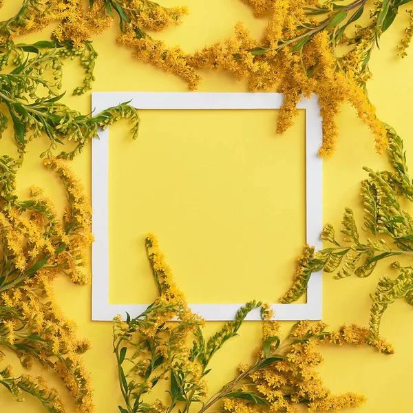 Solidago flower on pastel background with white square frame. Creative border with flower autumn. Flat invitation card with flower autumn for decorative design.