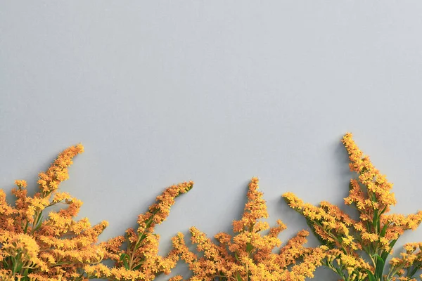 Flor Solidago Sobre Fondo Pastel Con Espacio Para Copiar Frontera —  Fotos de Stock