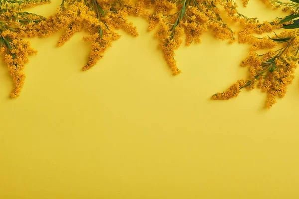 Flor Solidago Sobre Fondo Pastel Con Espacio Para Copiar Frontera —  Fotos de Stock