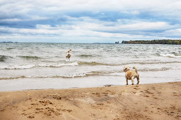 Dogs on beach — Stock Photo, Image