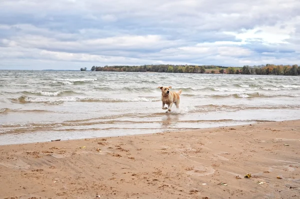 Golden retriever sur la plage . — Photo