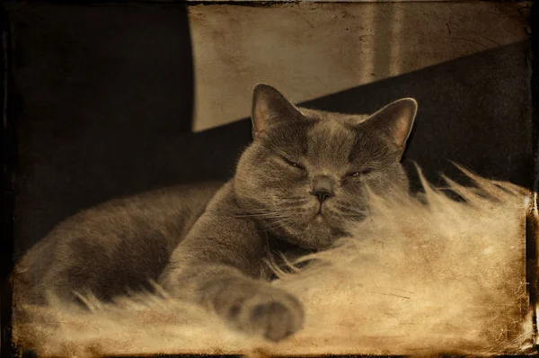 Grungy gatto dormire — Foto Stock