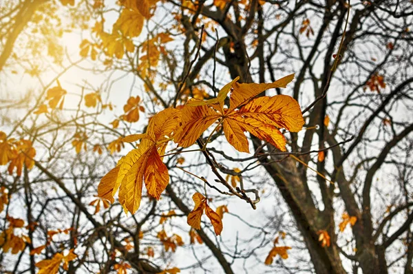 Foglie d'autunno gialle — Foto Stock