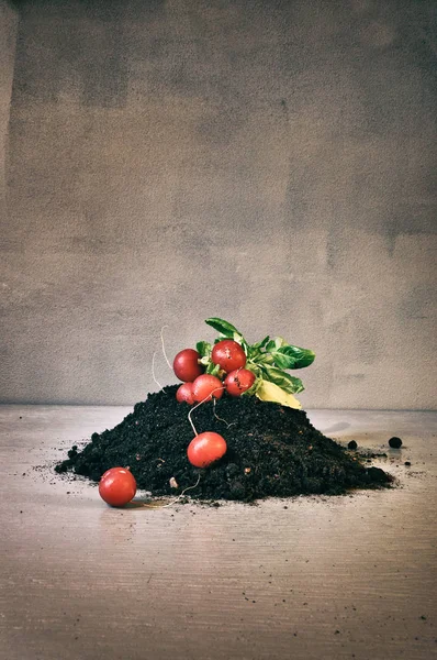 Radish and dirt — Stock Photo, Image