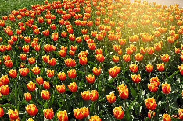 Tulipanes rojos y amarillos — Foto de Stock