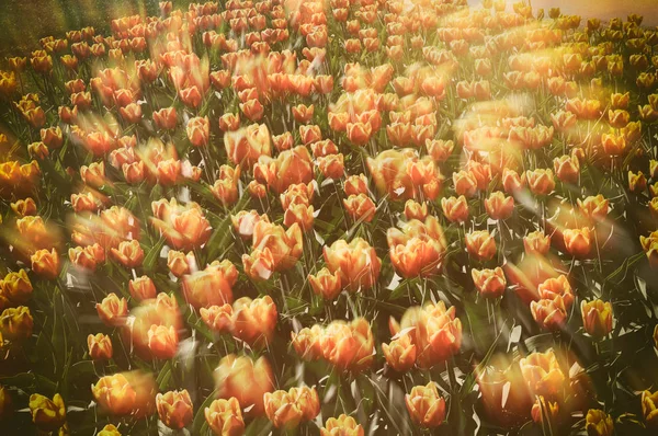 Abstracte retro tulpen — Stockfoto
