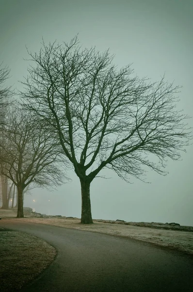 Kale bomen in de mist — Stockfoto