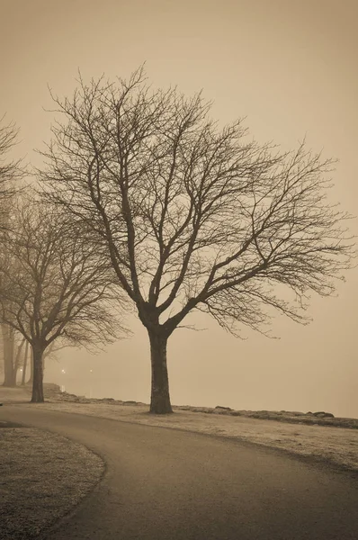 Árvores em nevoeiro sépia — Fotografia de Stock