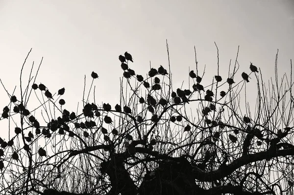 Silhouetten van Boheemse waxwings — Stockfoto