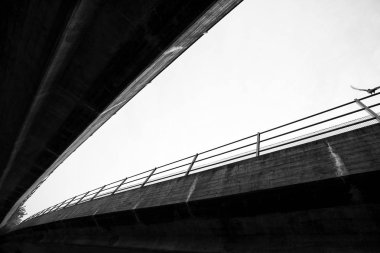 Köprü ve güvercin