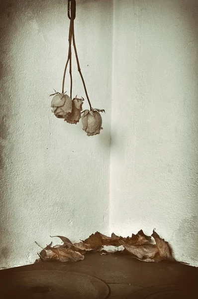 Ностальгия сухих роз — стоковое фото
