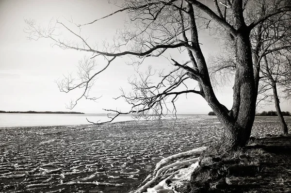 黒と白の冬の木 — ストック写真