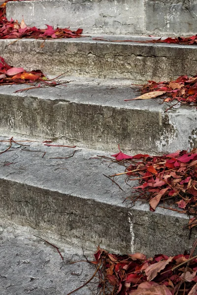 Kırık adımlar üzerinde kırmızı yaprakları — Stok fotoğraf