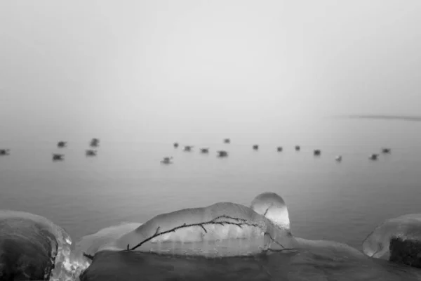 Formación de hielo con aves — Foto de Stock