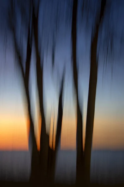 Desfoque de movimento abstrato de árvores ao pôr do sol — Fotografia de Stock