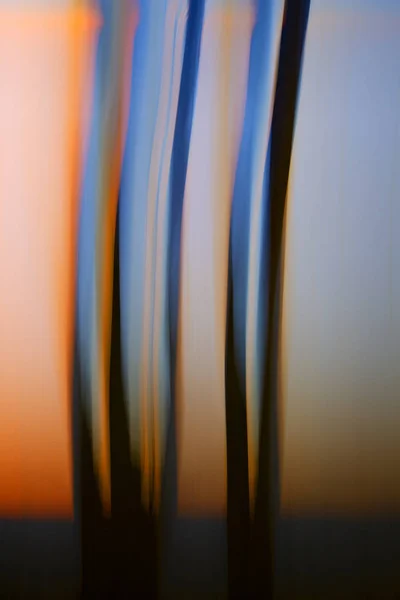 Imagem de borrão de movimento criativo abstrato de árvores nuas ao pôr do sol . — Fotografia de Stock