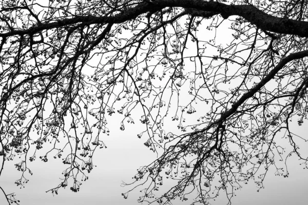 Silhueta de ramo de árvore nua com bagas . — Fotografia de Stock