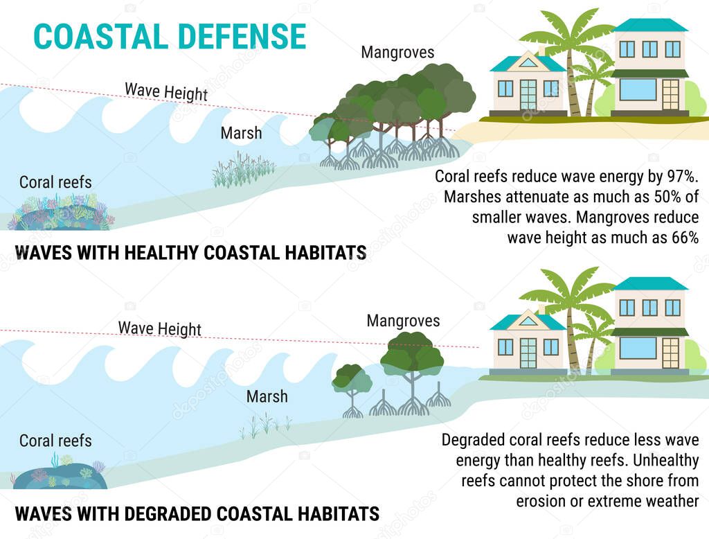 Coastal defenses to sea level rising -mangroves, marshes, coral reefs, dikes