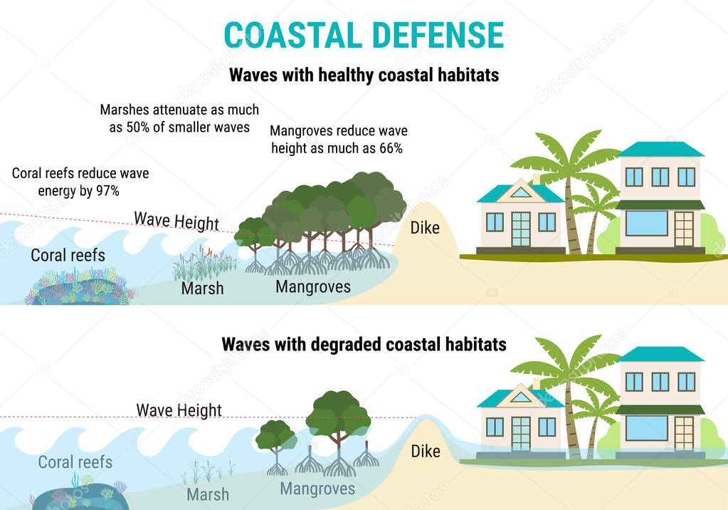 Coastal defenses to sea level rising - mangroves, marshes, coral reefs, dikes