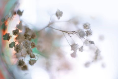 Çiçekler ve güzel arka plan