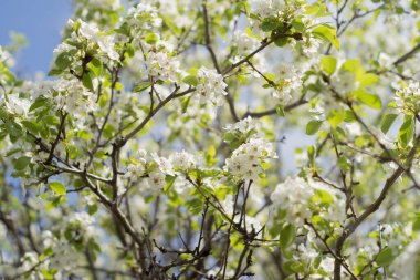 Bahçelerde çiçek açan ağaçlar