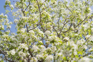 Bahçelerde çiçek açan ağaçlar