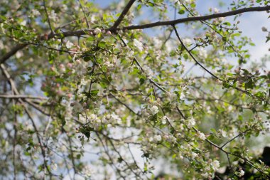 Bahçelerde çiçek açan ağaçlar