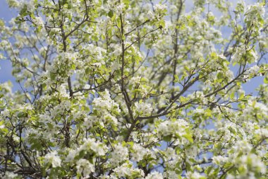 Bahçelerde çiçek açan ağaçlar