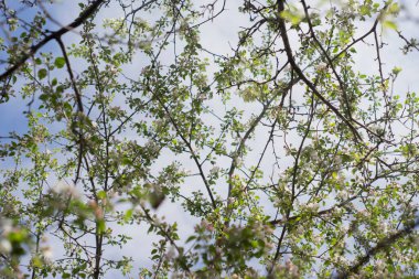 Bahçelerde çiçek açan ağaçlar