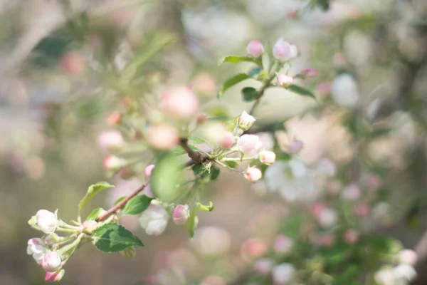 Piękne Kwitnące Drzewa Ogrodzie Obrazy Stockowe bez tantiem