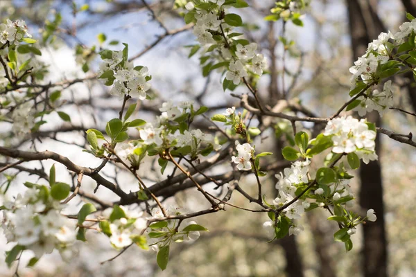 Kwitnące Drzewa Ogrodach Zdjęcie Stockowe