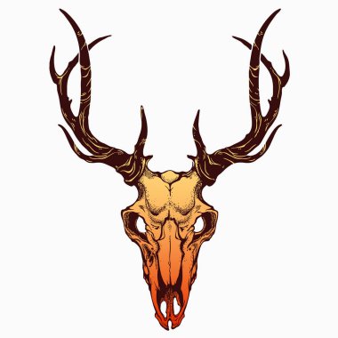 realistic deer skull with horns