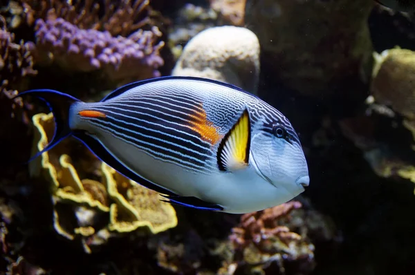 Färgade papegojfisk i klart vatten — Stockfoto