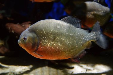 Piranha balığı yakın çekim